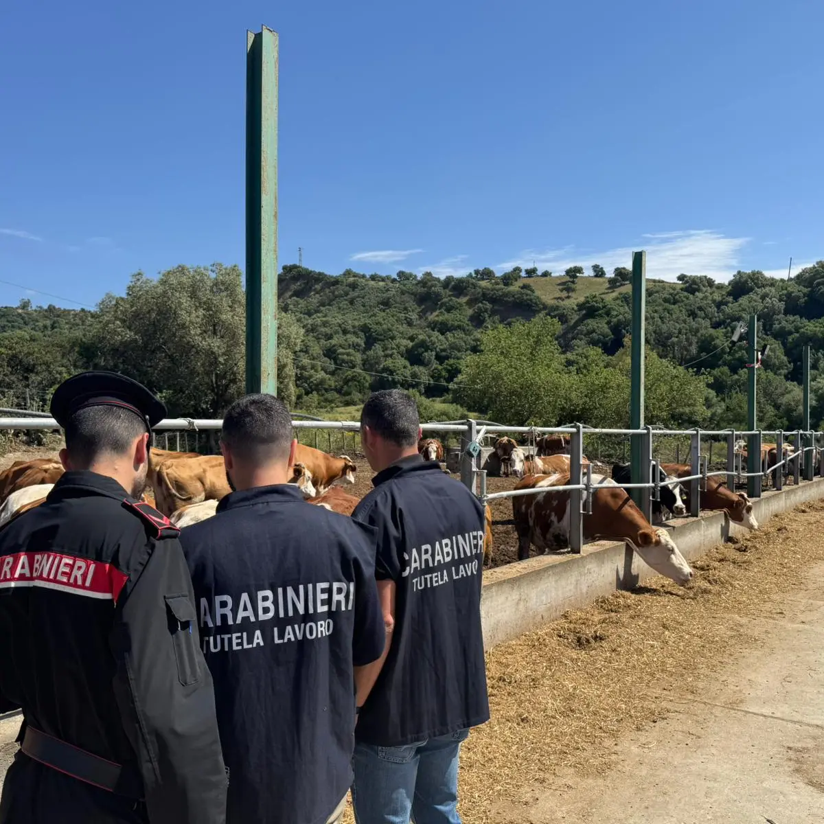 <p>Blitz nei campi contro il caporalato, scoperti lavoratori in nero nel Catanzarese: scattano multe e verifiche</p>