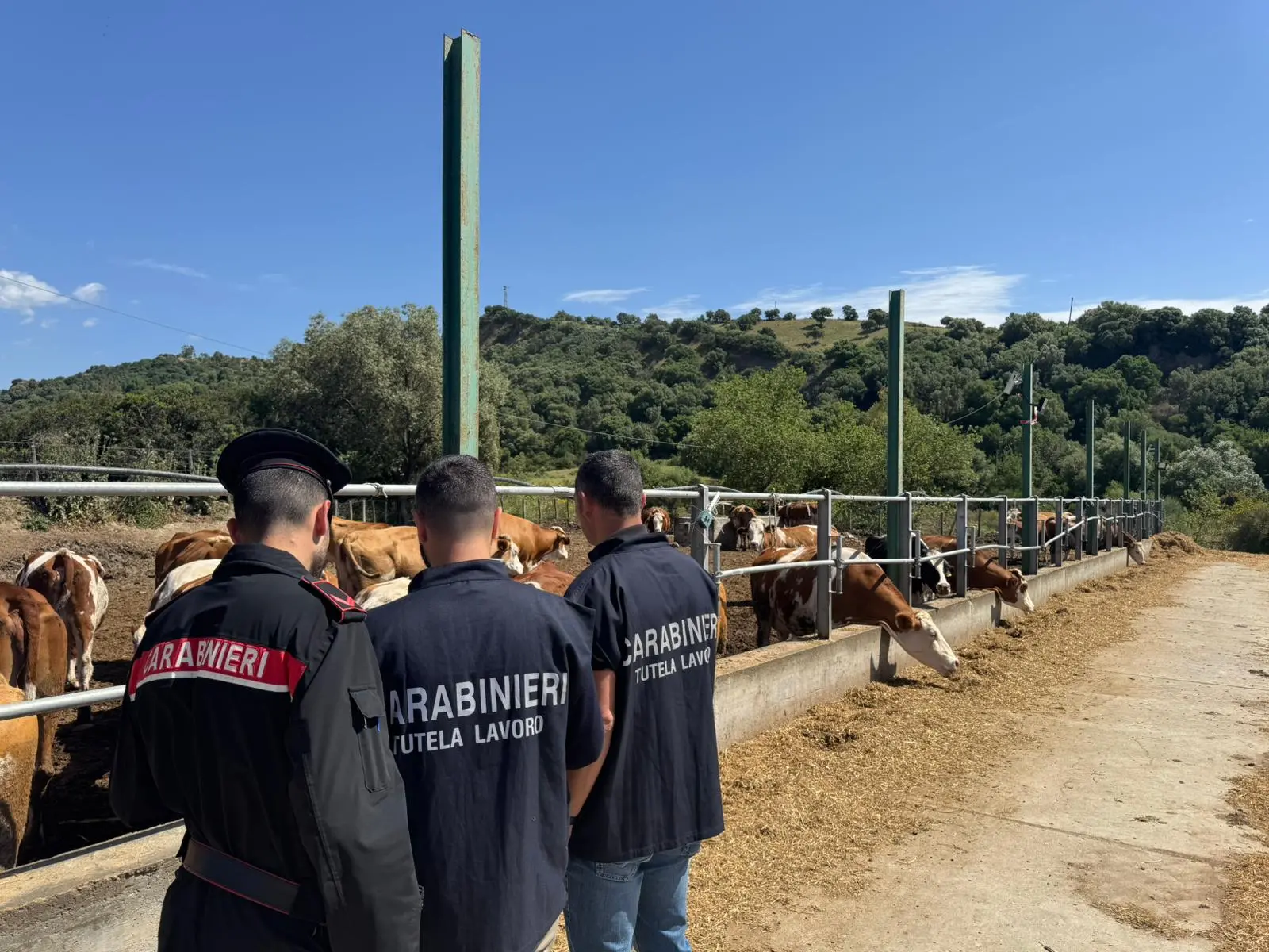 Blitz nei campi contro il caporalato, scoperti lavoratori in nero nel Catanzarese: scattano multe e verifiche\n