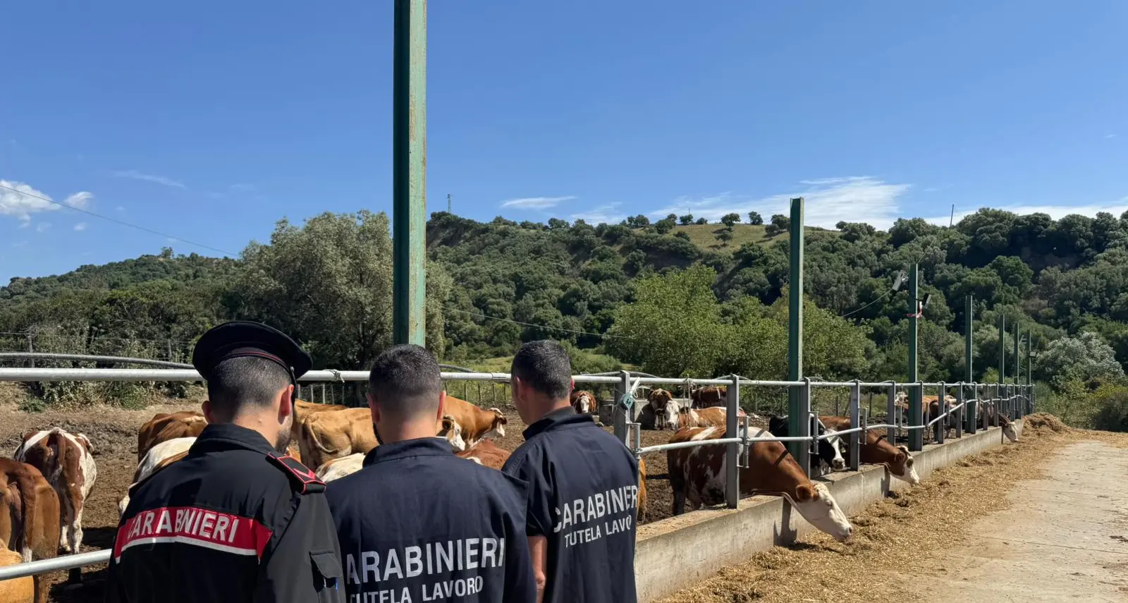 Contrasto al lavoro nero: sanzione per un’azienda agricola di Sersale\n