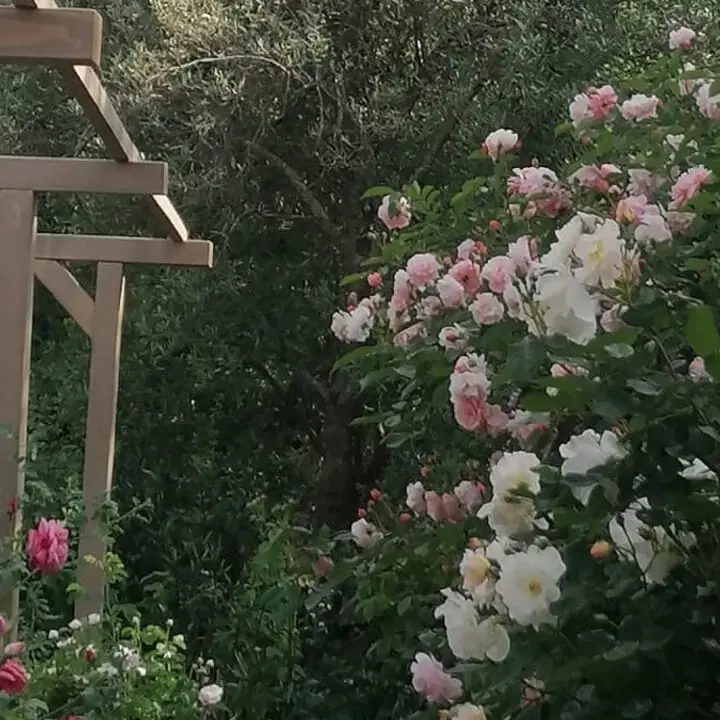 Locride, torna la Festa delle Rose\n