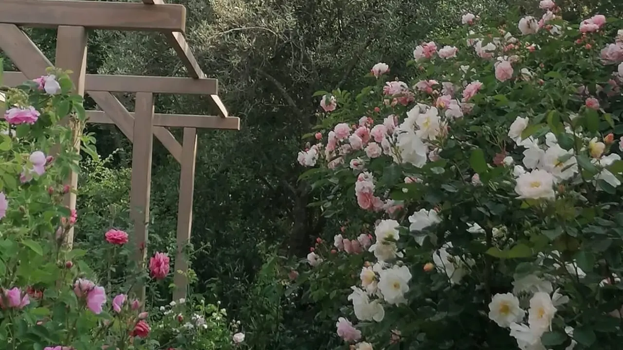 Locride, torna la Festa delle Rose\n