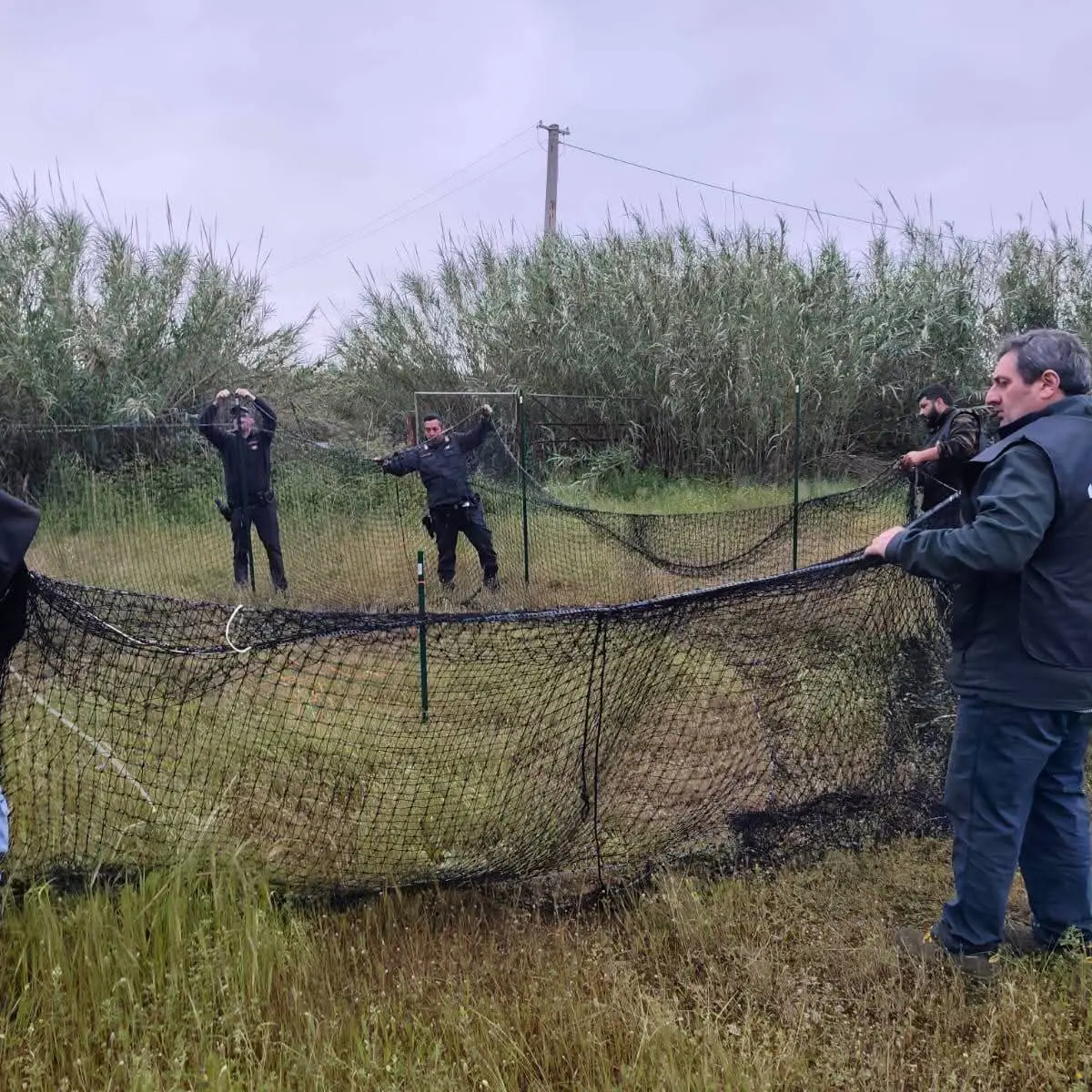 Siderno, contrada Pellegrina:\u00A0catturati otto esemplari di cinghiali\n