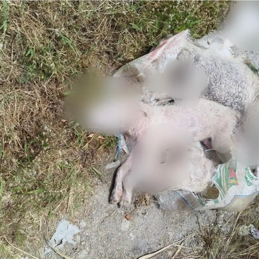Orrore a Caulonia, trovati in un sacco tre cuccioli morti con gli arti fratturati\n