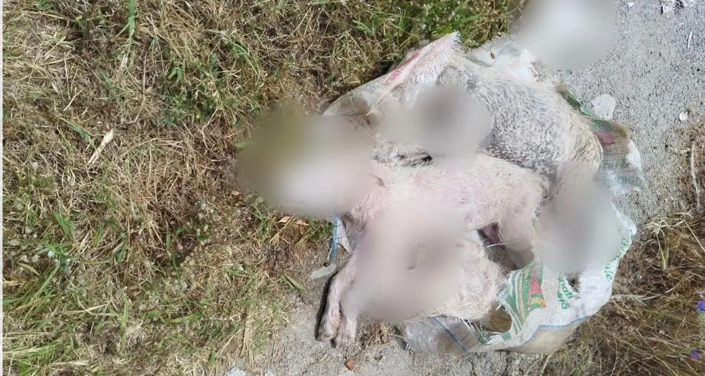 Orrore a Caulonia, trovati in un sacco tre cuccioli morti con gli arti fratturati\n