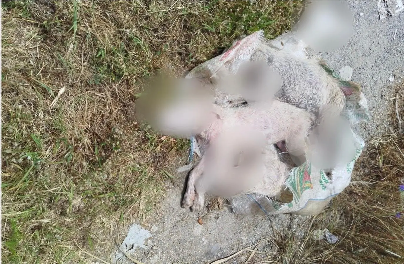 Orrore a Caulonia, trovati in un sacco tre cuccioli morti con gli arti fratturati\n