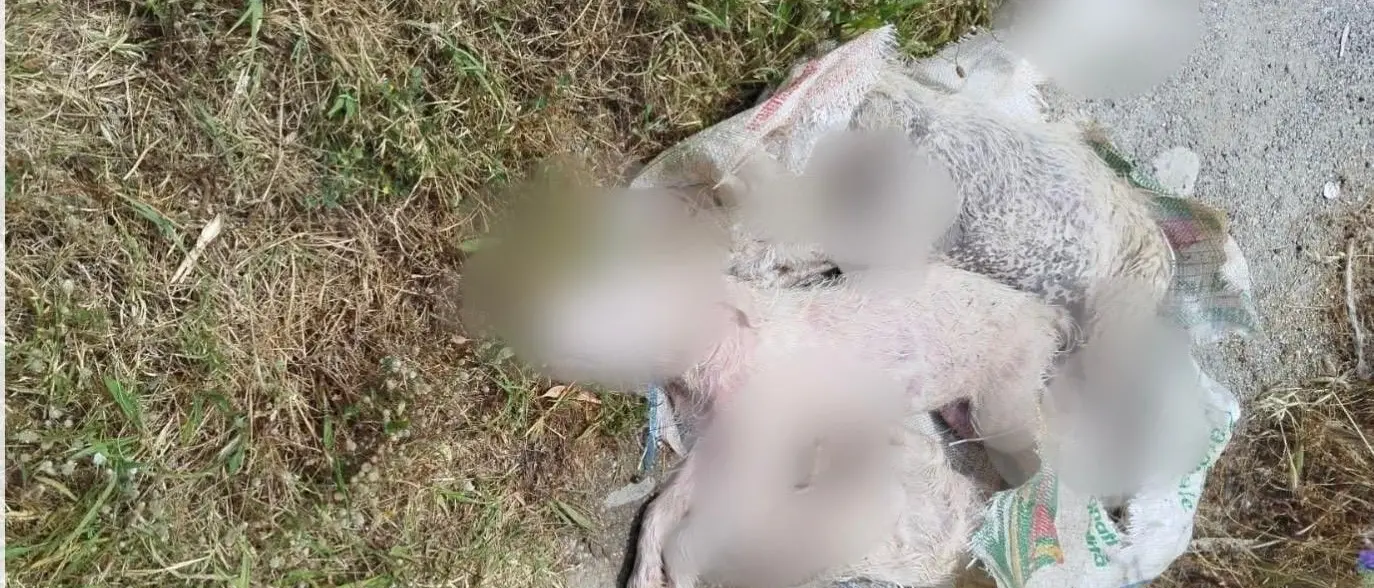 Orrore a Caulonia, trovati in un sacco tre cuccioli morti con gli arti fratturati\n
