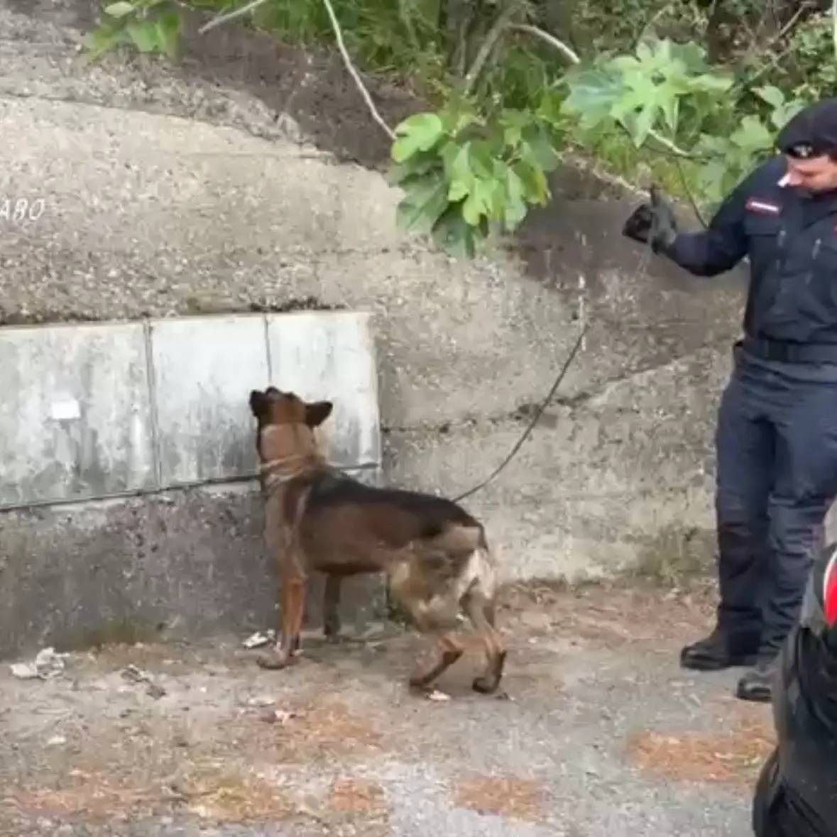 Pentone, i carabinieri effettuano sanzioni e sequestri a raffica: il fiuto del cane\u00A0“Manco” scova droga nascosta vicino ai contatori\n
