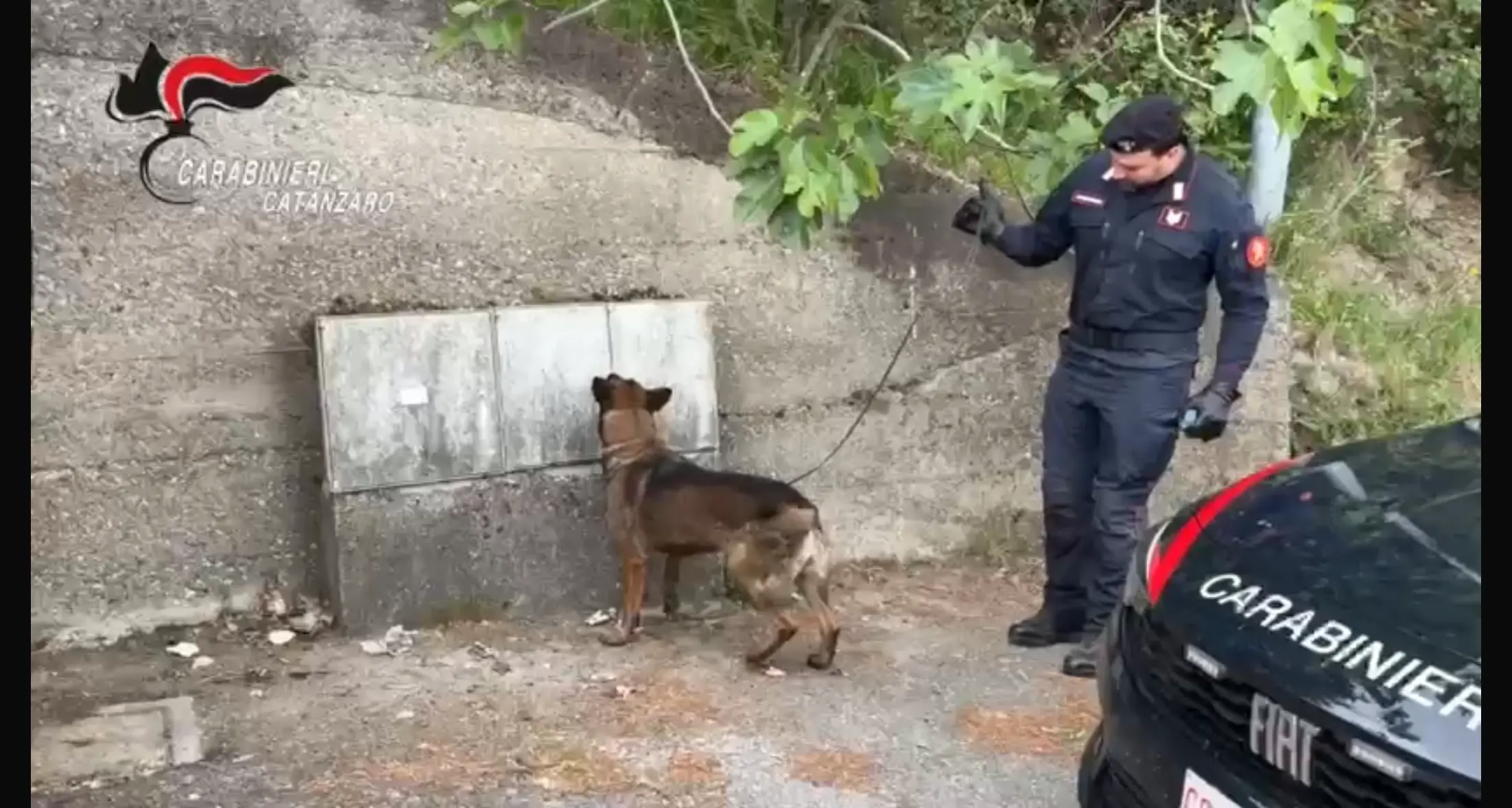 Pentone, i carabinieri effettuano sanzioni e sequestri a raffica: il fiuto del cane\u00A0“Manco” scova droga nascosta vicino ai contatori\n