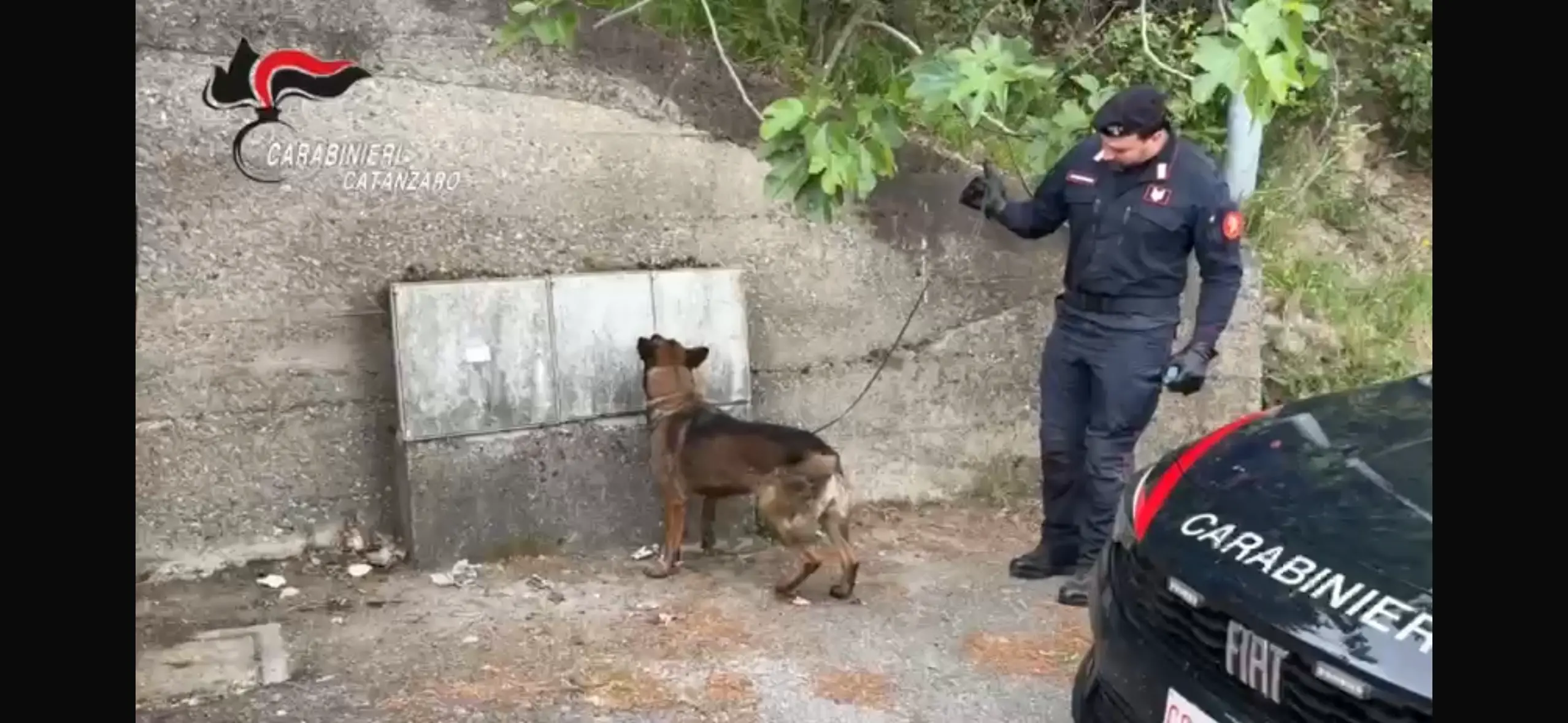 Pentone, i carabinieri effettuano sanzioni e sequestri a raffica: il fiuto del cane\u00A0“Manco” scova droga nascosta vicino ai contatori\n