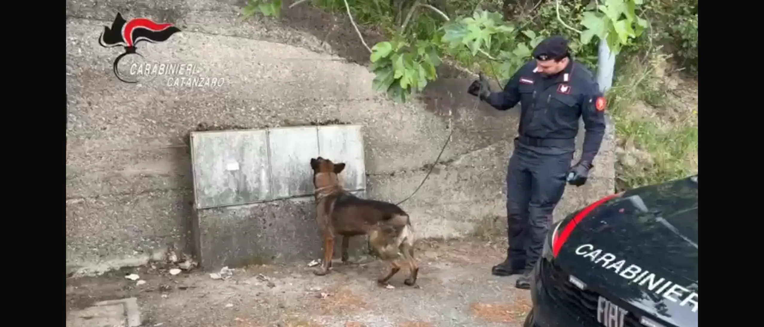 Pentone, i carabinieri effettuano sanzioni e sequestri a raffica: il fiuto del cane\u00A0“Manco” scova droga nascosta vicino ai contatori\n