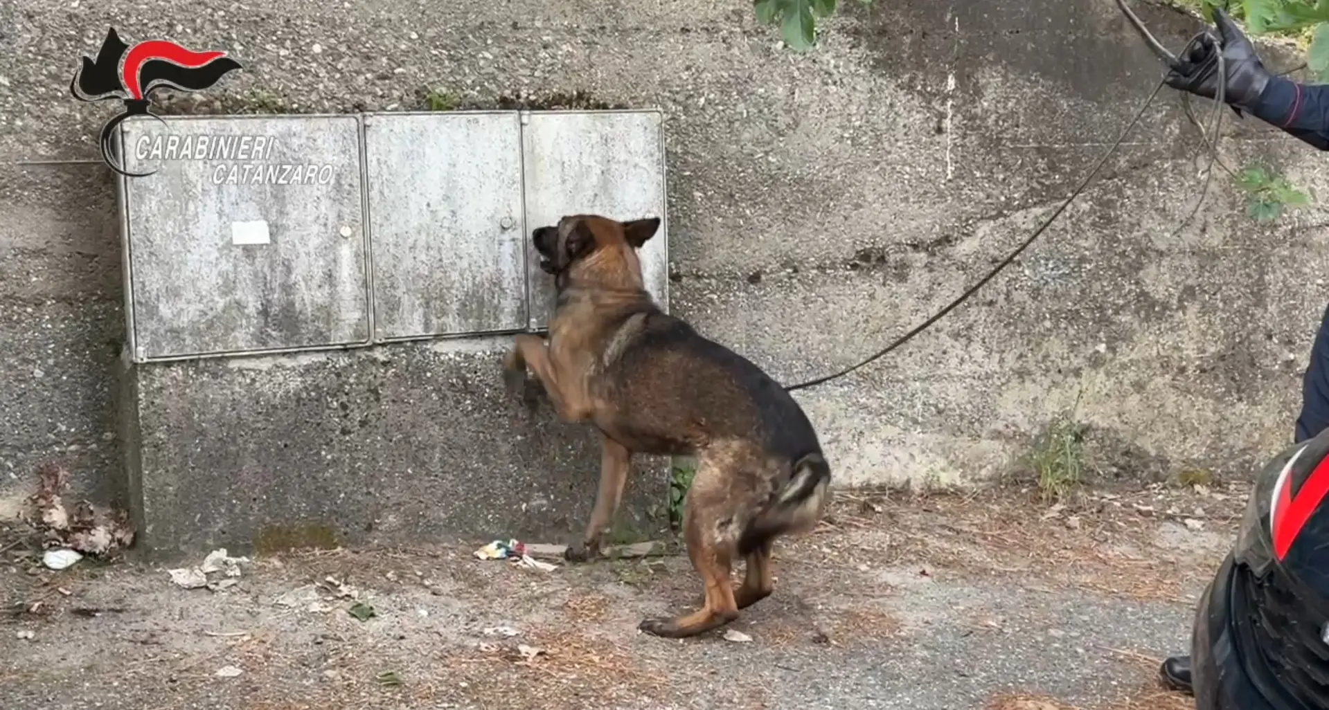A Pentone scoperta droga, denunciate quattro persone