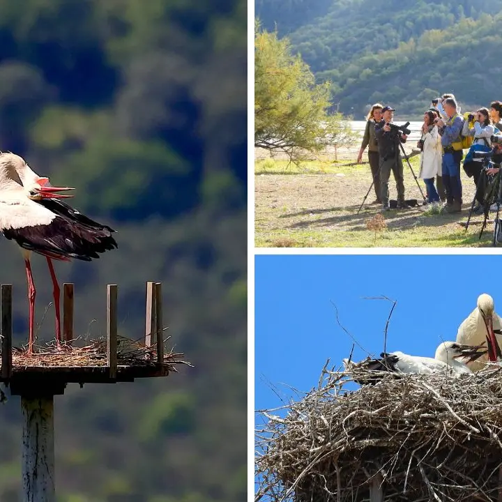 Cicogna Day nella Valle del Crati: un viaggio tra natura, emozione e tutela ambientale\n