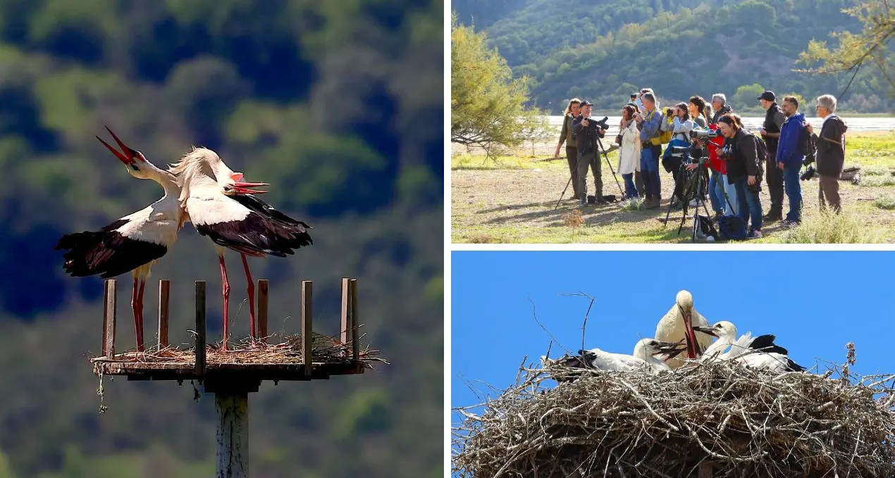 Cicogna Day nella Valle del Crati: un viaggio tra natura, emozione e tutela ambientale\n