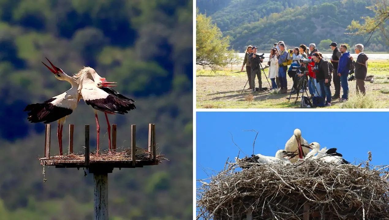 Cicogna Day nella Valle del Crati: un viaggio tra natura, emozione e tutela ambientale\n