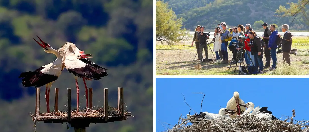 Cicogna Day nella Valle del Crati: un viaggio tra natura, emozione e tutela ambientale\n