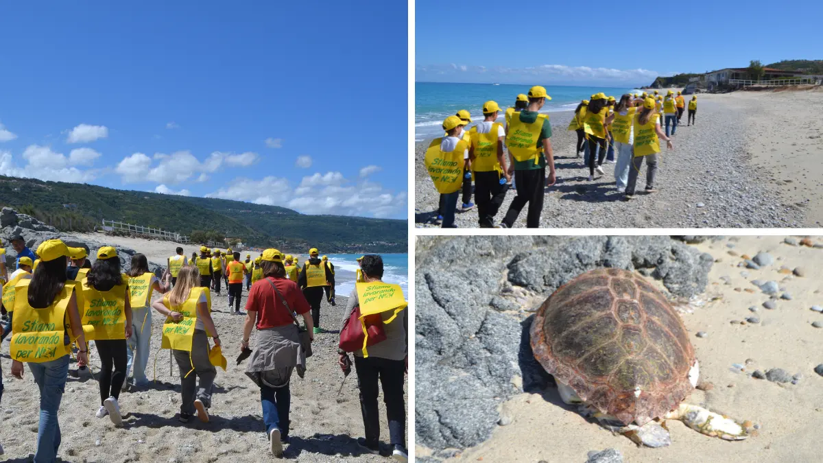 A Zambrone Legambiente e scuola insieme per pulire la spiaggia. Focus sulle tartarughe marine dopo il ritrovamento di una spiaggiata\n