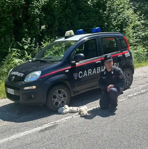 Cinque cuccioli salvati dai Carabinieri Forestali nel Parco d’Aspromonte\n