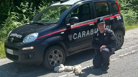 Cinque cuccioli salvati dai Carabinieri Forestali nel Parco d’Aspromonte\n