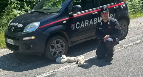 Cinque cuccioli salvati dai Carabinieri Forestali nel Parco d’Aspromonte\n