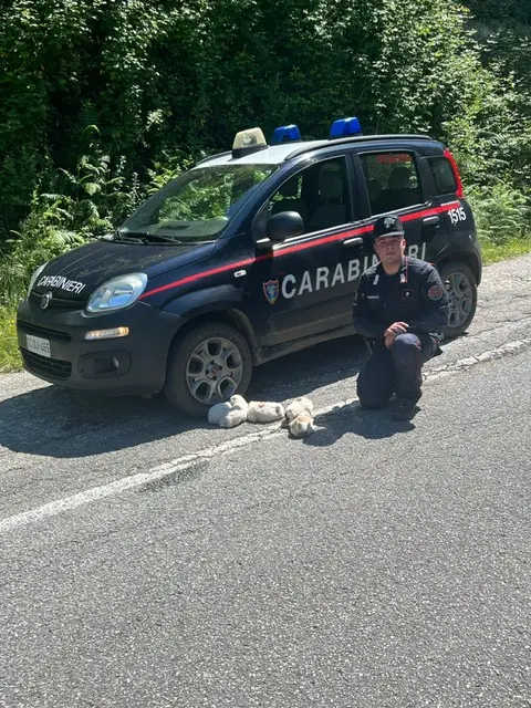 Cinque cuccioli salvati dai Carabinieri Forestali nel Parco d’Aspromonte\n