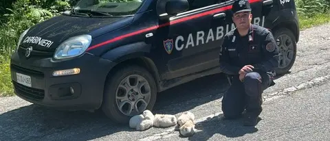 Cinque cuccioli salvati dai Carabinieri Forestali nel Parco d’Aspromonte\n