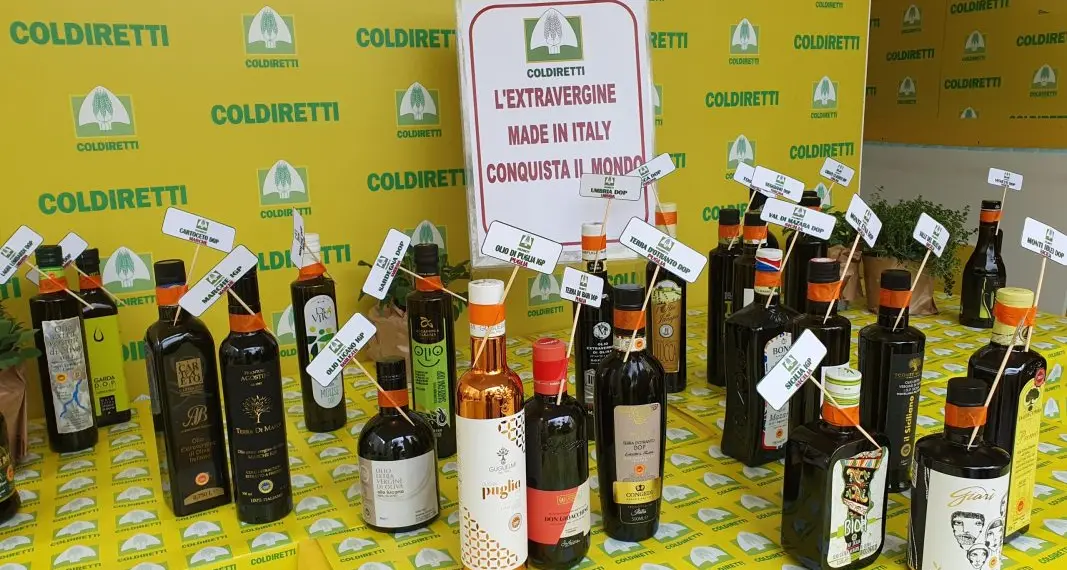 Olio calabrese, Coldiretti chiede controlli anti-frode e stop a trafficanti e sottocosto