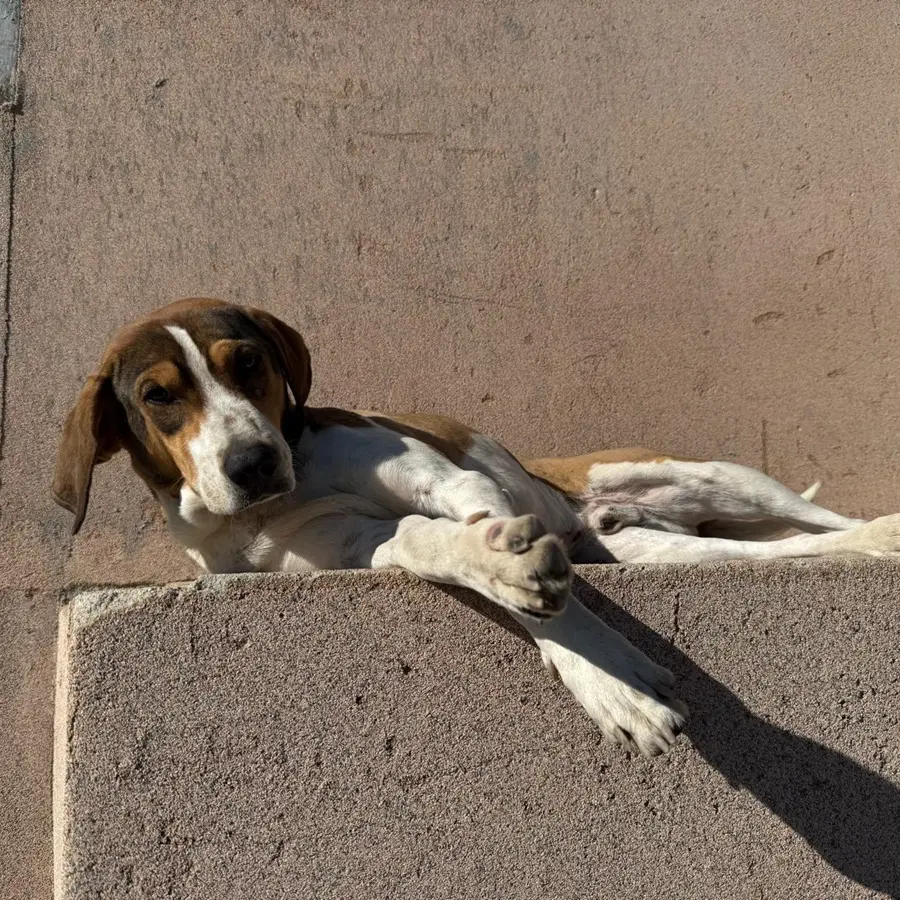 Caulonia, Maiolo: «Sette cani avvelenati,\u00A0un atto di una crudeltà inaccettabile»\n