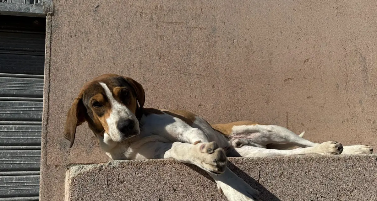 Caulonia, Maiolo: «Sette cani avvelenati,\u00A0un atto di una crudeltà inaccettabile»\n