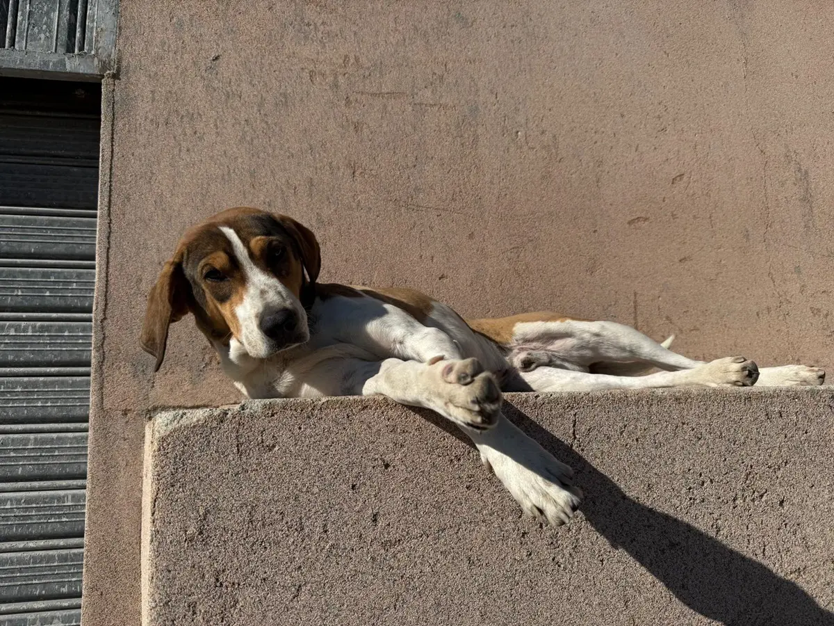 Caulonia, Maiolo: «Sette cani avvelenati,\u00A0un atto di una crudeltà inaccettabile»\n