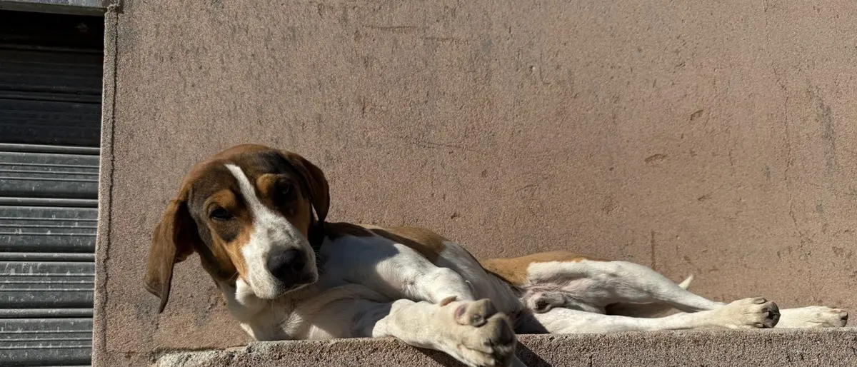 Caulonia, Maiolo: «Sette cani avvelenati,\u00A0un atto di una crudeltà inaccettabile»\n