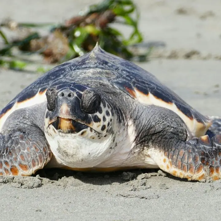A rischio i nidi delle\u00A0tartarughe marine, l’allarme del Wwf Vibo: «Stop alle ruspe sulle spiagge»\n