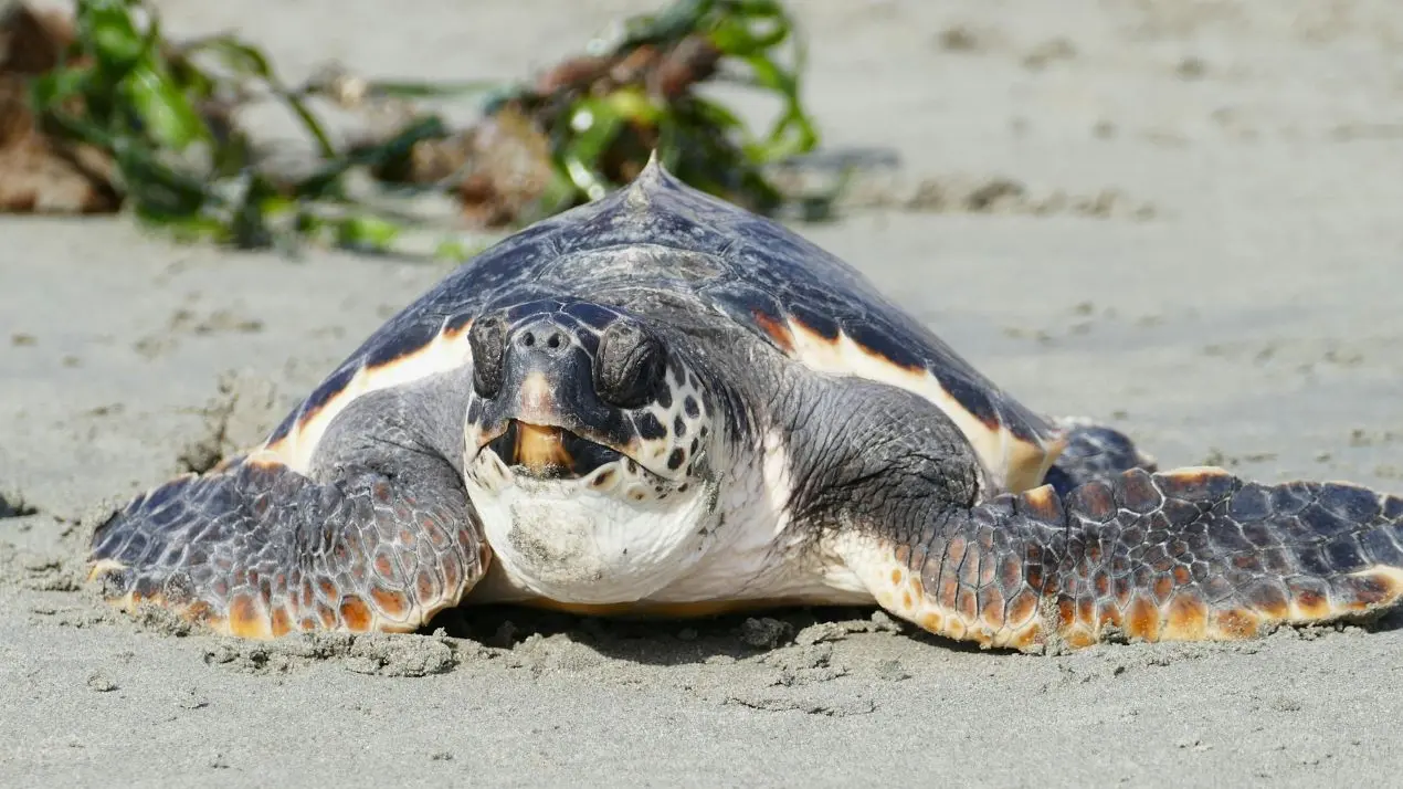 A rischio i nidi delle\u00A0tartarughe marine, l’allarme del Wwf Vibo: «Stop alle ruspe sulle spiagge»\n