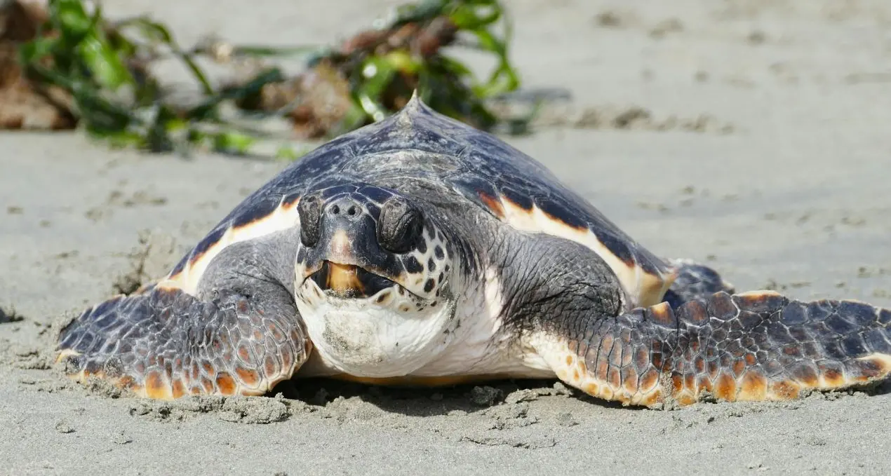 A rischio i nidi delle\u00A0tartarughe marine, l’allarme del Wwf Vibo: «Stop alle ruspe sulle spiagge»\n
