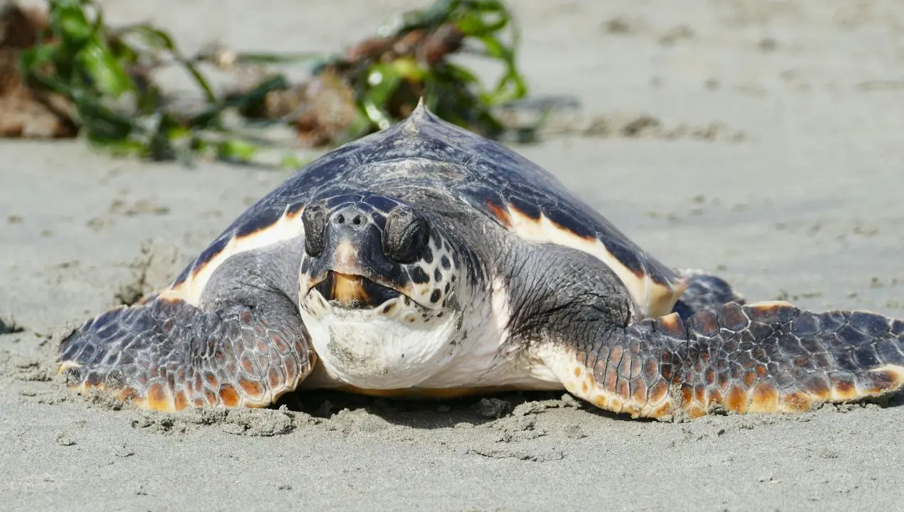 A rischio i nidi delle\u00A0tartarughe marine, l’allarme del Wwf Vibo: «Stop alle ruspe sulle spiagge»\n