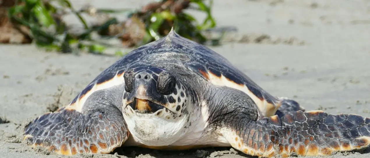 A rischio i nidi delle\u00A0tartarughe marine, l’allarme del Wwf Vibo: «Stop alle ruspe sulle spiagge»\n