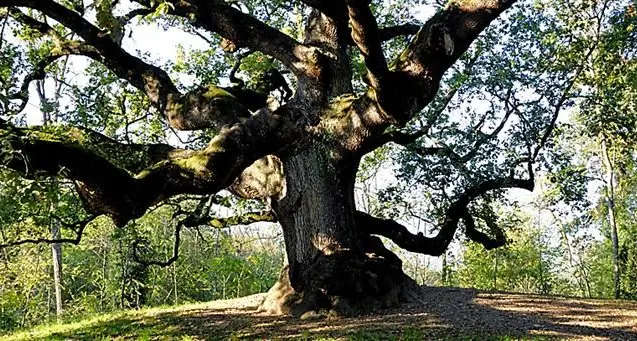 Le querce secolari dell’Aspromonte al centro di uno studio che dimostra come la Peste nera favorì il ripristino delle foreste\n