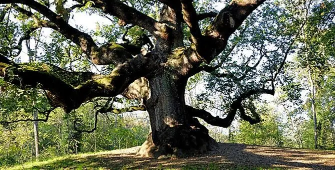 Le querce secolari dell’Aspromonte al centro di uno studio che dimostra come la Peste nera favorì il ripristino delle foreste\n