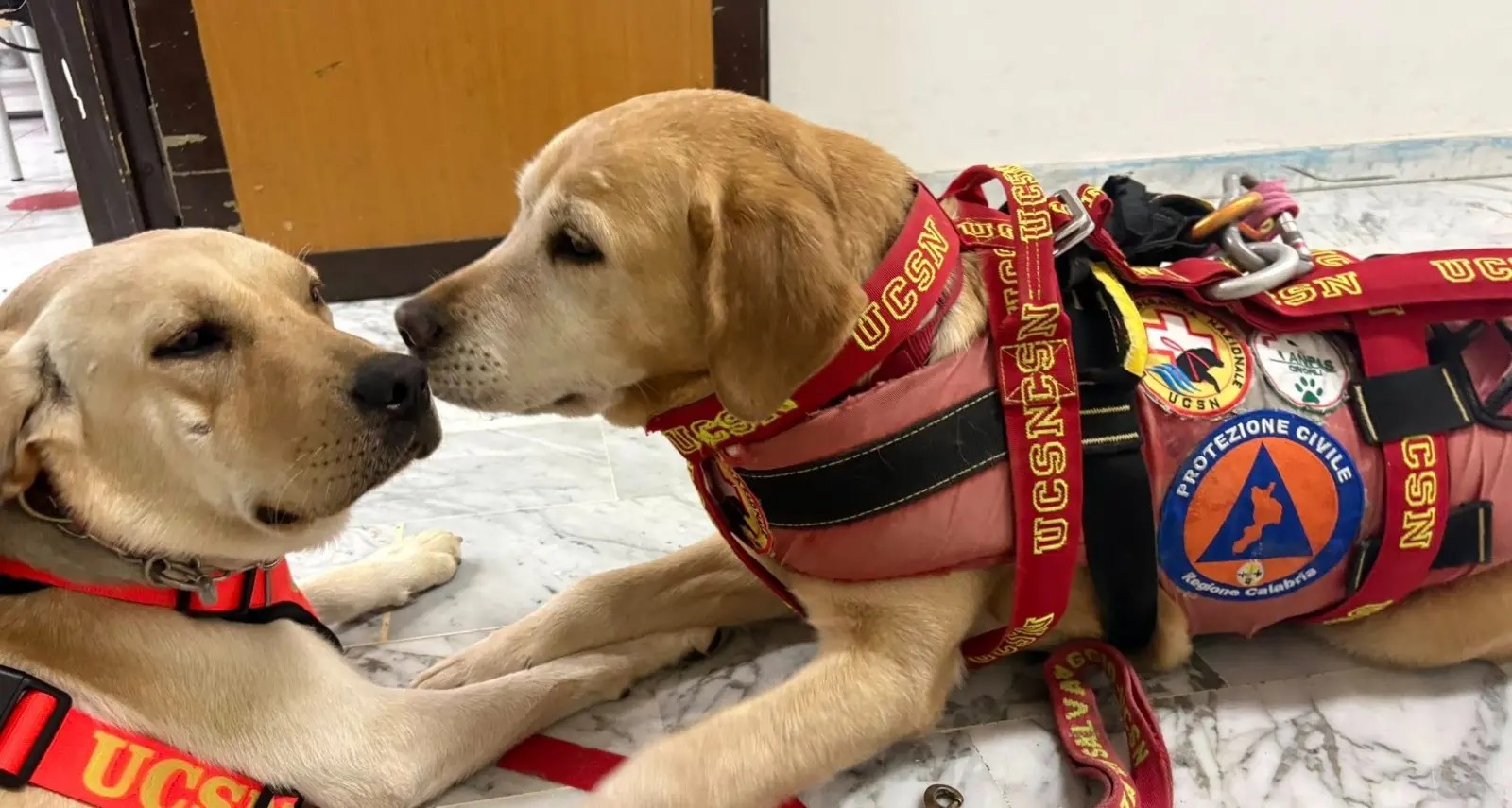 “Zampe che curano”: scuola, inclusione e pet therapy al servizio degli studenti