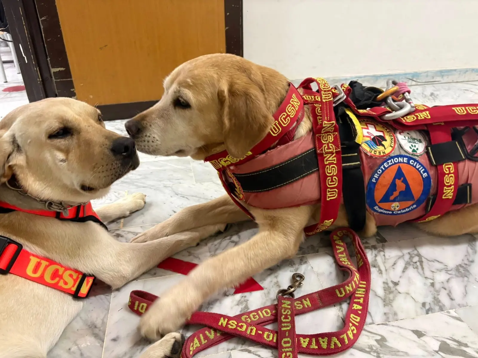 “Zampe che curano”: scuola, inclusione e pet therapy al servizio degli studenti
