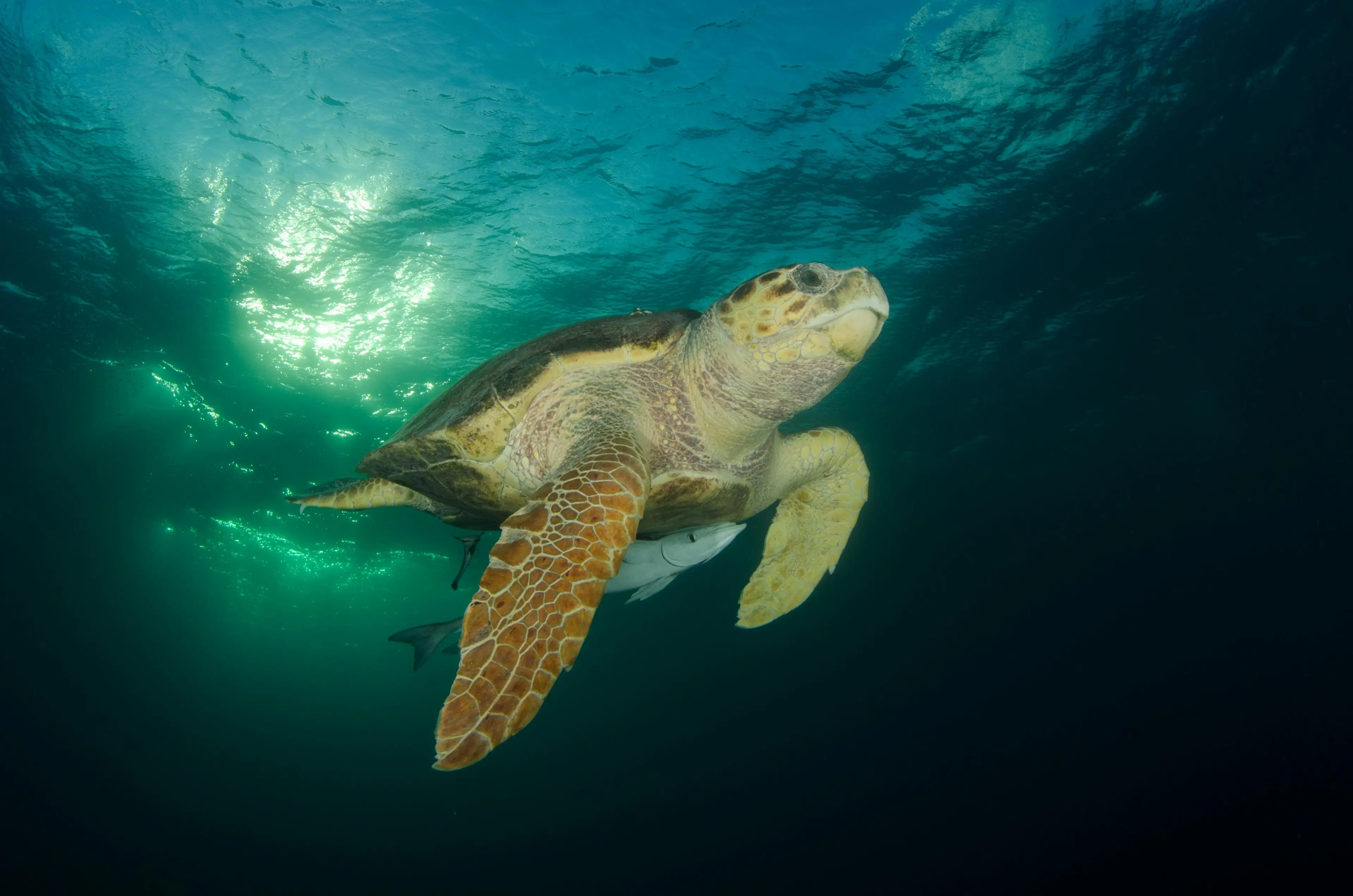 “Il mare più bello”, la Calabria non conquista le Cinque Vele ma è seconda in Italia per\u00A0“Comuni amici delle tartarughe”\n