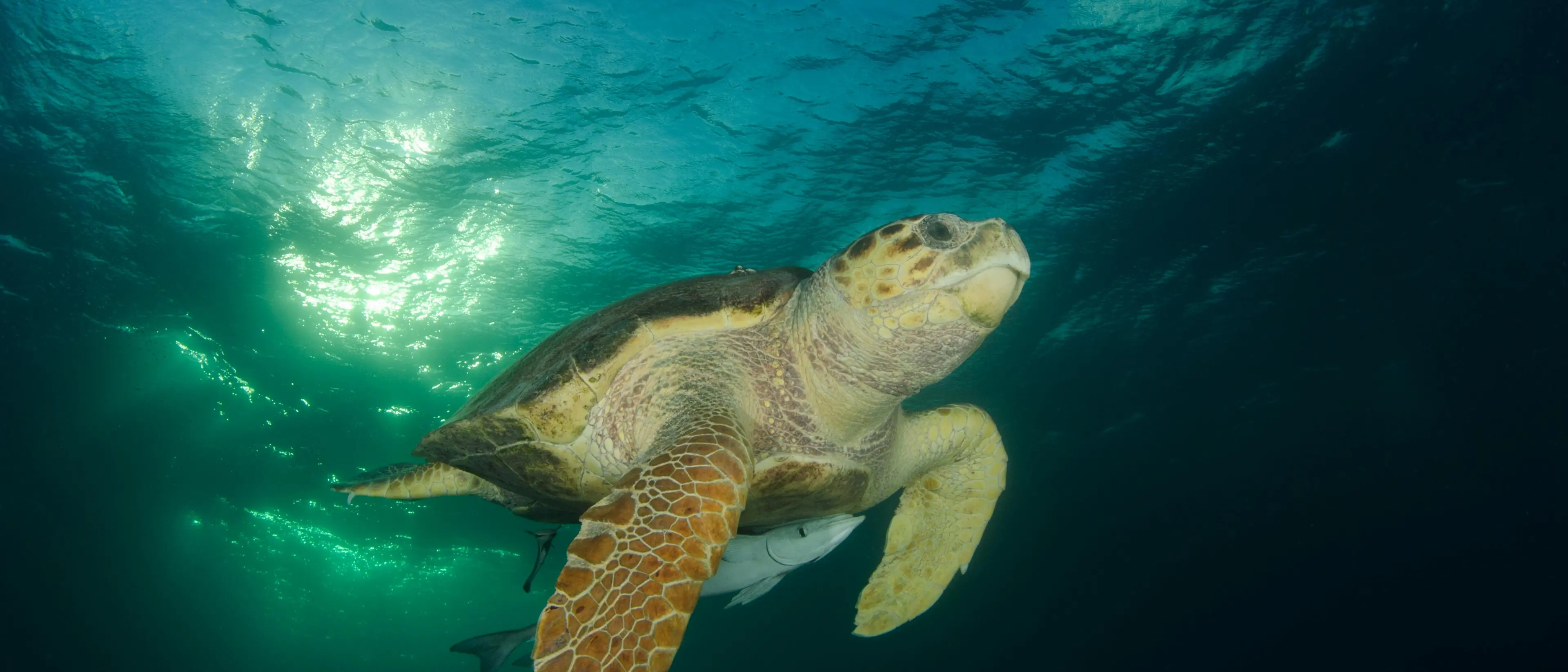 “Il mare più bello”, la Calabria non conquista le Cinque Vele ma è seconda in Italia per\u00A0“Comuni amici delle tartarughe”\n
