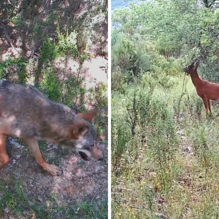 Lupo e capriolo nelle Riserve di Tarsia e Foce Crati, le specie\u00A0di mammiferi salgono a 26\n