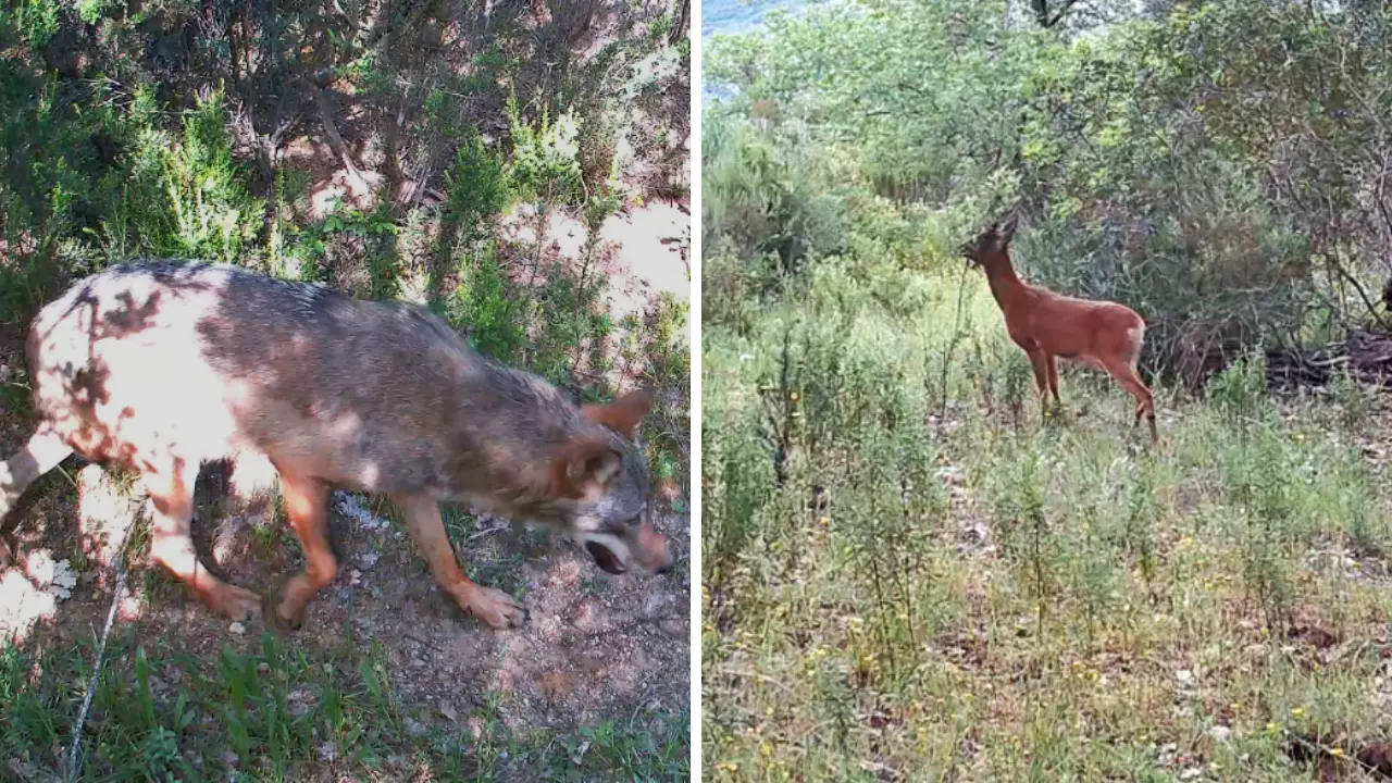 Lupo e capriolo nelle Riserve di Tarsia e Foce Crati, le specie\u00A0di mammiferi salgono a 26\n