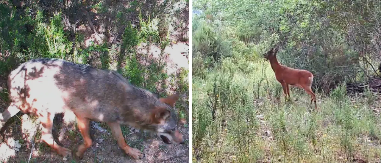 Lupo e capriolo nelle Riserve di Tarsia e Foce Crati, le specie\u00A0di mammiferi salgono a 26\n