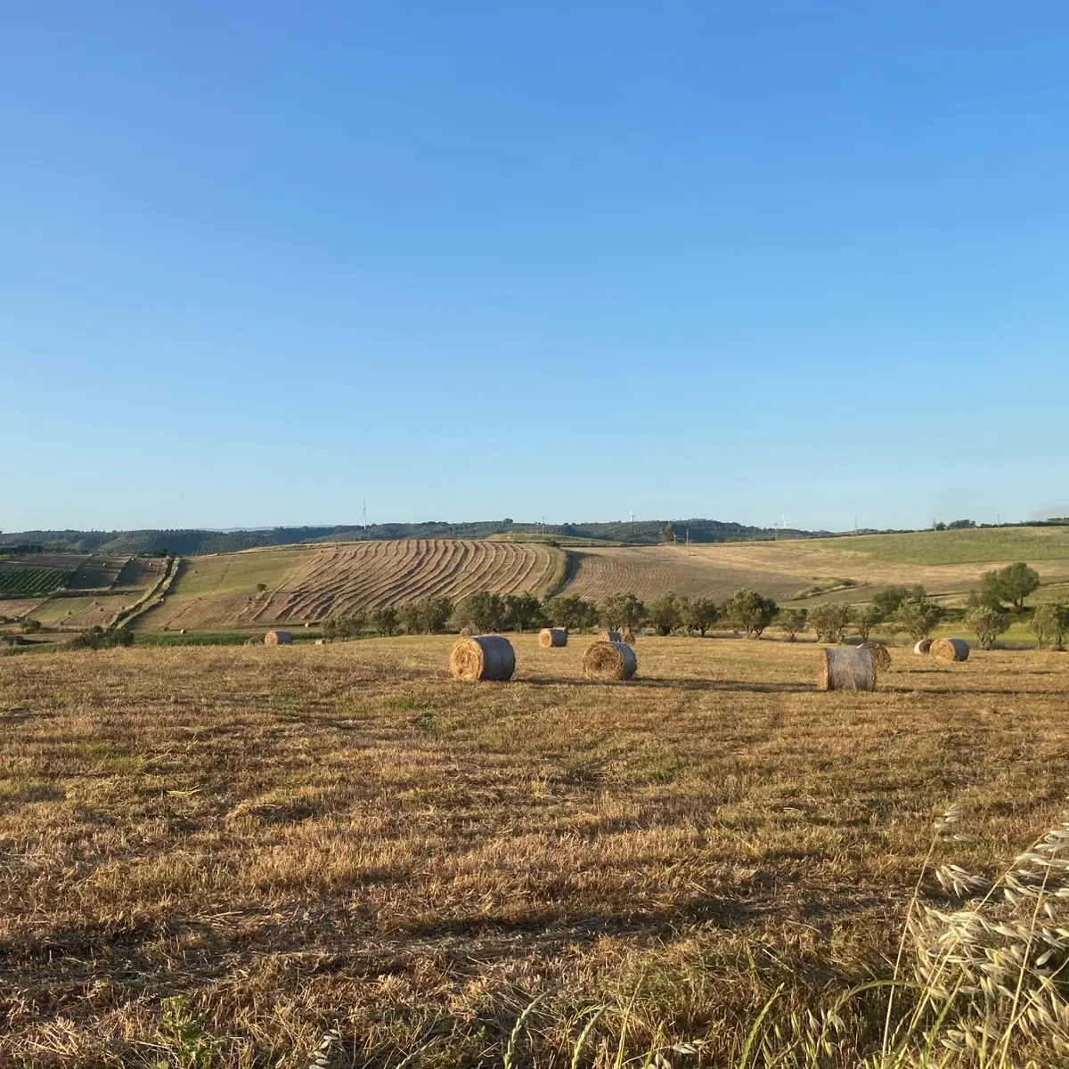 <p>Quando il grano era vita: Paolino, Vallefiorita e quella Calabria contadina che misurava il tempo tra raccolti e stagioni</p>