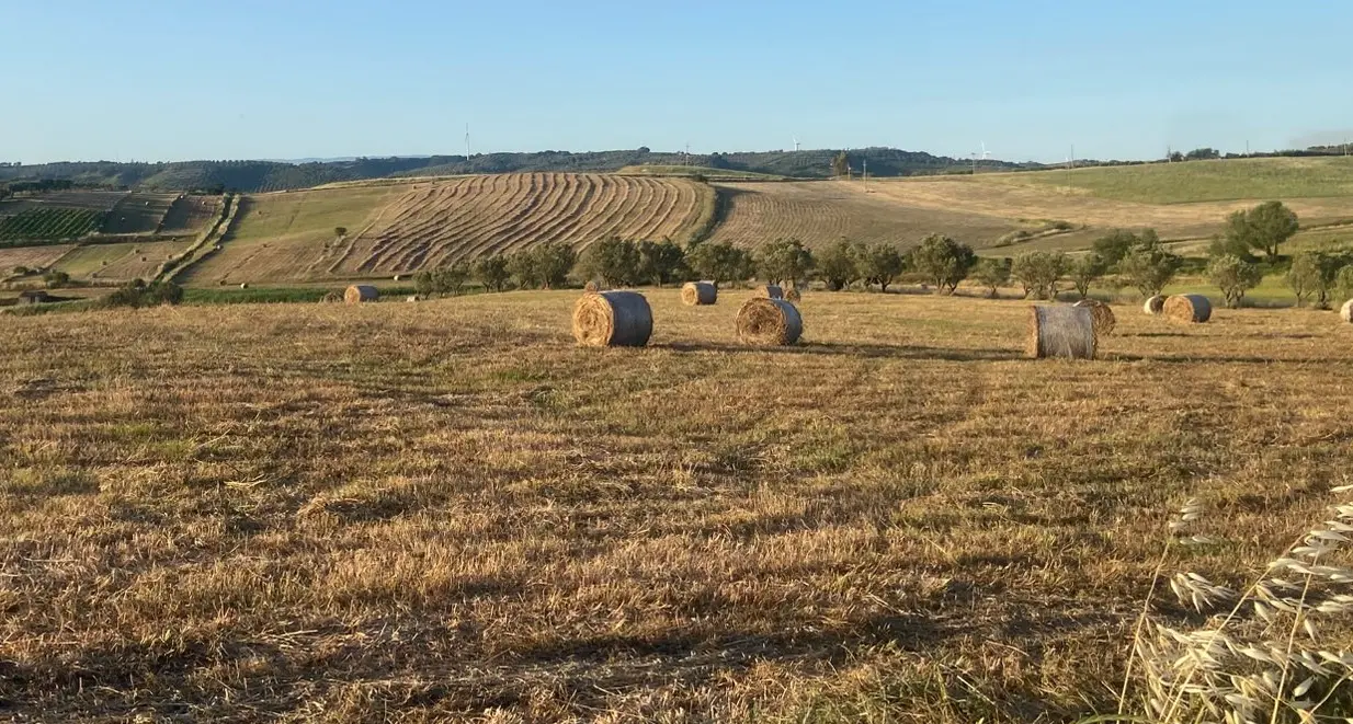 <p>Quando <span style=\"color:hsl(0, 75%, 60%);\">il grano era vita</span>: Paolino e quella Calabria contadina che misurava il tempo tra raccolti e stagioni</p>