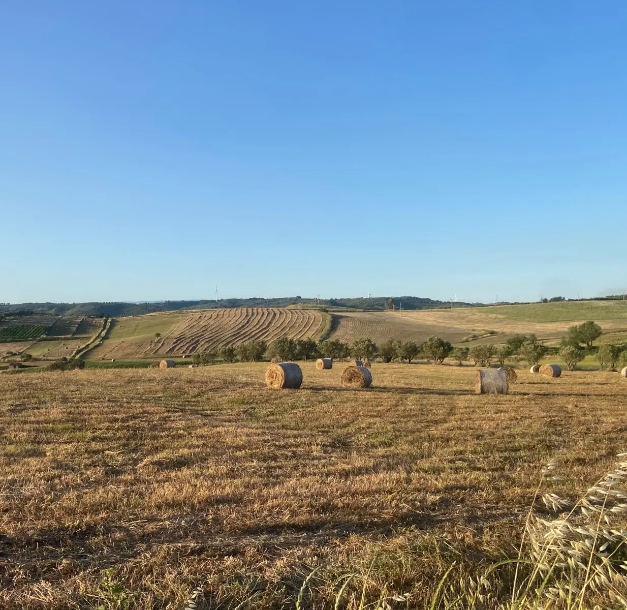 Quando il grano era vita: Paolino e quella Calabria contadina che misurava il tempo tra raccolti e stagioni\n