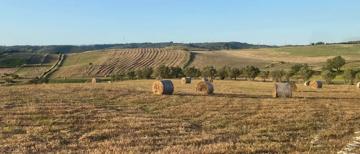 Quando il grano era vita: Paolino e quella Calabria contadina che misurava il tempo tra raccolti e stagioni\n