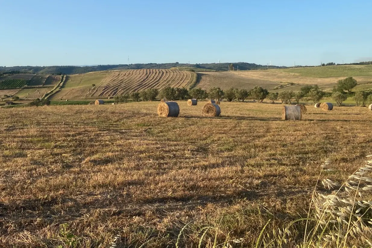 Quando il grano era vita: Paolino e quella Calabria contadina che misurava il tempo tra raccolti e stagioni\n