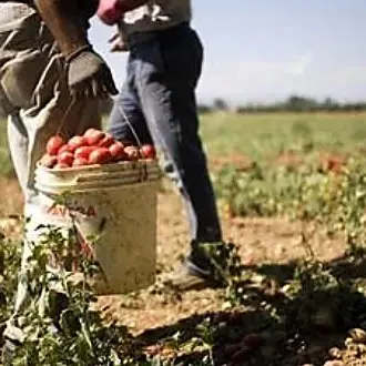 Caporalato e lavoro nero valgono 77 miliardi, la Calabria maglia nera d’Italia: il 17,9% degli occupati è irregolare\n